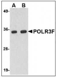 AP23856PU-N - POLR3F