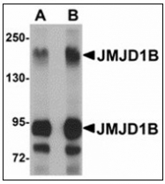 AP23894PU-N - JMJD1B / KDM3B