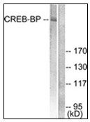 AP23897PU-N - CREB-binding protein