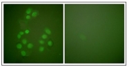 AP23897PU-N - CREB-binding protein