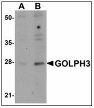 AP23909PU-N - Golgi phosphoprotein 3 / GOLPH3