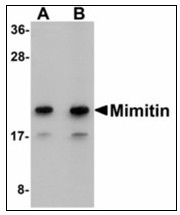 AP23910PU-N - Mimitin