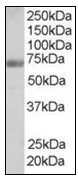 AP23820PU-N - Formin-binding protein 1