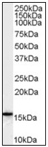 AP23824PU-N - ALOX5AP / FLAP