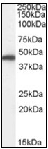 AP23828PU-N - Fumarase