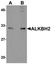 AP26246PU-N - ALKBH2 / ABH2