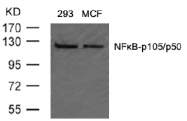 AP02562PU-S - NF-kB p105 / p50