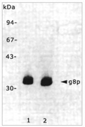 BM6049P - M13 Bacteriophage G8P Capsid