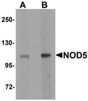 AP26259PU-N - NLRX1 / NOD9