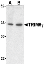 AP26175PU-N - TRIM5 / RNF88