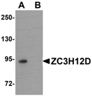 AP26202PU-N - ZC3H12D