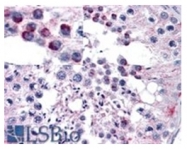 AP31110PU-N - CD349 / FZD9 / Frizzled-9