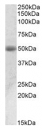 AP31101PU-N - ACPP / Prostatic acid phosphatase