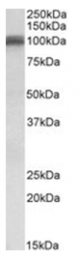 AP31107PU-N - Glutamate receptor 1 / GLUR1