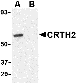 AP26180CP-N - CD294 / GPR44