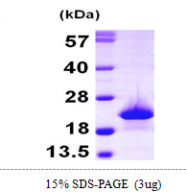 AR09815PU-L - Myoglobin