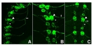 R1091B - GFP