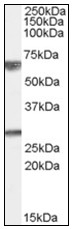 AP22485PU-N - GPSM2