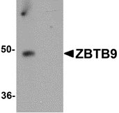 AP26093CP-N - ZBTB9