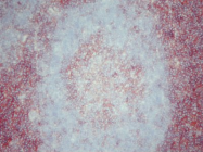 AM26053PU-N - CD4