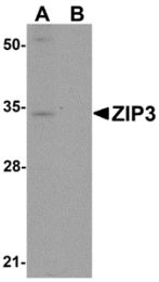 AP26308CP-N - Zinc transporter ZIP3 / SLC39A3