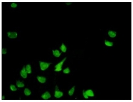 AM31075PU-N - Prohibitin / PHB