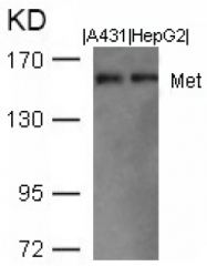 AP09516PU-N - HGF receptor