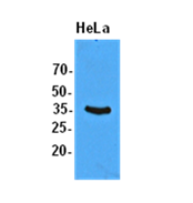AM09396PU-N - EIF2A / EIF2S1