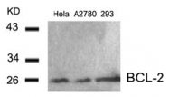 AP02600PU-S - Bcl-2