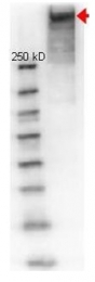 AP09215PU-N - KLH