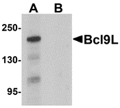 AP26109CP-N - Bcl-9-like protein
