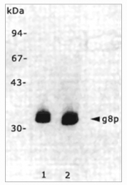 BM6050P - M13 Bacteriophage G8P Capsid