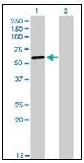 AM31124PU-N - DNA polymerase kappa