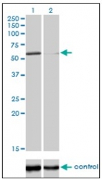 AM31124PU-N - DNA polymerase kappa