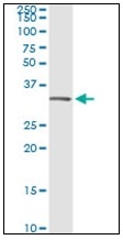 AM31146PU-N - Annexin A5 / ANXA5