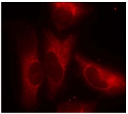 AP02457PU-S - 14-3-3 protein zeta/delta