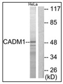 AP31166PU-N - CADM1 / SYNCAM