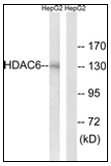 AP31170PU-N - HDAC6