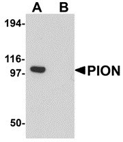 AP26090CP-N - PION / GSAP