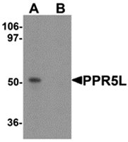 AP26127CP-N - PRR5L