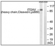 AP31171PU-N - CD51 / ITGAV