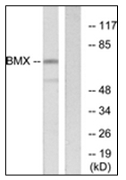 AP31357PU-N - BMX