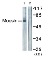 AP31328PU-N - Ezrin/Radixin/Moesin