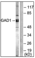AP31343PU-N - GAD1 / GAD67