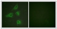 AP31330PU-N - DPYSL2 / CRMP2