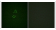 AP31334PU-N - Vinculin (VCL)