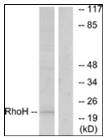 AP31335PU-N - RhoH