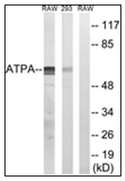 AP31337PU-N - ATP synthase subunit alpha