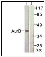 AP31338PU-N - Aurora kinase B