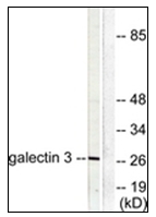 AP31344PU-N - Galectin-3